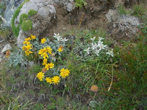 Bergblumen