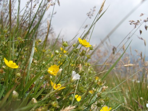 Bergblumen