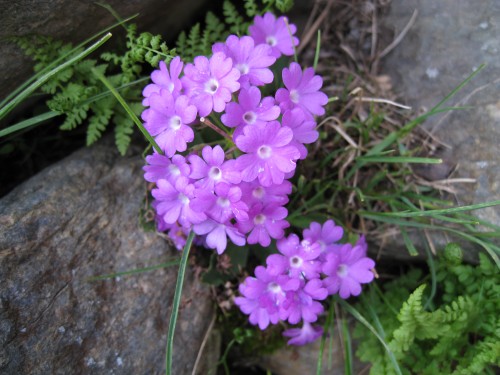Bergblumen