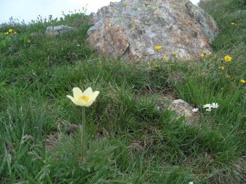 Bergblumen