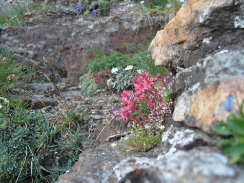 Bergblumen