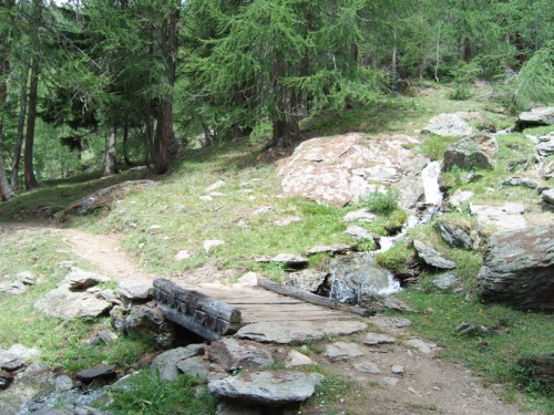 Br�cke im Wald