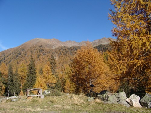 Verf�rbte L�rchen im Herbst